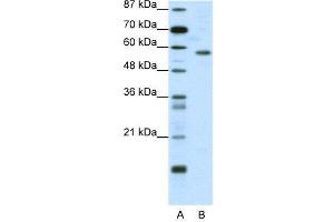 WB Suggested Anti-YY1  Antibody Titration: 0. (YY1 antibody  (N-Term))