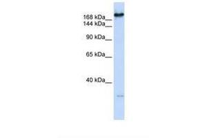 Image no. 1 for anti-Carbamoyl-Phosphate Synthetase 2, Aspartate Transcarbamylase, and Dihydroorotase (CAD) (AA 2018-2067) antibody (ABIN6738212) (CAD antibody  (AA 2018-2067))