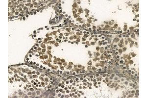 DAZAP1 Mouse Monoclonal Antibody at 1/100 staining mouse testis tissue by IHC-P.