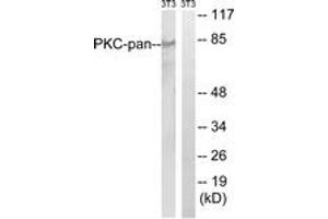 Western blot analysis of extracts from NIH-3T3 cells, treated with PMA 250ng/ml 15', using PKC-pan (Ab-Thr497) Antibody. (PKC antibody  (Thr497))