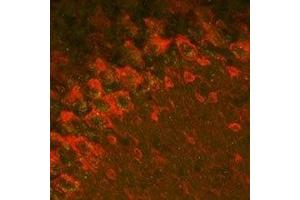 Expression of GABRA2 in mouse cerebellum - Immunohistochemical staining of mouse formalin-fixed frozen cerebellum sections with Anti-GABA(A) α2 Receptor Antibody (ABIN7043186, ABIN7044297 and ABIN7044298). (GABRA2 antibody  (2nd Cytoplasmic Loop))