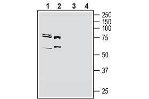 Western blot analysis of human MCF-7 breast adenocarcinoma cell line lysate (lanes 1 and 3) and human K562 myelogenous leukemia cell line lysate (lanes 2 and 4): - 1, 2. (SLC19A1 antibody  (6th Cytoplasmic Loop))
