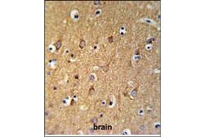 Immunohistochemistry analysis in Formalin Fixed, Paraffin Embedded Human brain tissue stained with SGMS2 Antibody (C-term) followed by peroxidase conjugation of the secondary antibody and DAB staining. (Sphingomyelin Synthase 2 antibody  (C-Term))