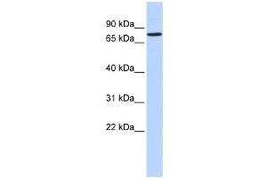 Western Blotting (WB) image for anti-Regulatory Factor X 2 (RFX2) antibody (ABIN2458290) (RFX2 antibody)