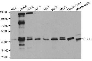 Western blot analysis of extracts of various cell lines, using NGFR antibody. (NGFR antibody  (C-Term))