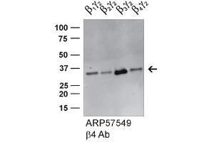 GNB4 antibody - middle region (ARP57549_P050) validated by WB using HEK293 cell lysate (GNB4 antibody  (Middle Region))
