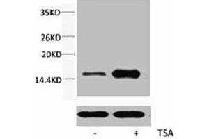 Western blot analysis of extracts from Hela cells, untreated (-) or treated, 1:2000. (HIST1H3A/HIST2H3A/H3F3A (H3K56ac) antibody)