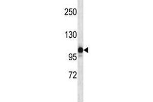 NLRP12 antibody western blot analysis in human placenta tissue lysate. (NLRP12 antibody  (AA 183-212))