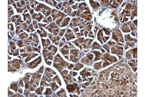 IHC-P Image ERAB antibody detects ERAB protein at mitochondria on mouse pancreas by immunohistochemical analysis. (HSD17B10 antibody  (C-Term))