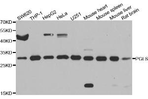 Western blot analysis of extracts of various cell lines, using PGLS antibody (ABIN5974839) at 1/1000 dilution. (PGLS antibody)