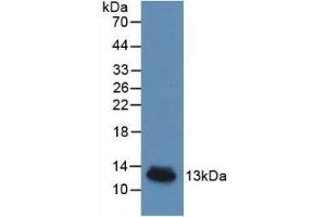 Detection of Recombinant IL8, Porcine using Monoclonal Antibody to Interleukin 8 (IL8) (IL-8 antibody  (AA 26-103))