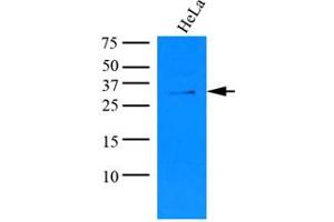 Western Blotting (WB) image for anti-Potassium Channel Tetramerisation Domain Containing 15 (KCTD15) (AA 1-234), (N-Term) antibody (ABIN487356) (KCTD15 antibody  (N-Term))