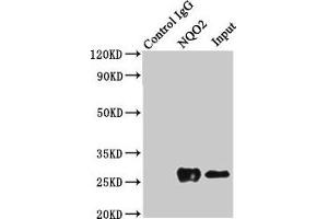 Immunoprecipitating NQO2 in K562 whole cell lysate Lane 1: Rabbit control IgG (1?