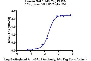 Immobilized Human GAL1, hFc Tag at 0. (LGALS1/Galectin 1 Protein (AA 2-135) (Fc Tag))