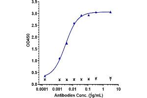 Immobilized human IFN γ His at 4 μg/mL can bind Anti-IFNg Reference Antibody (AMG 811), EC50=0.