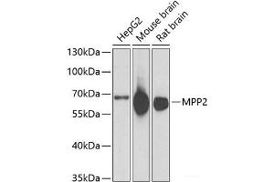 Western blot analysis of extracts of various cell lines using MPP2 Polyclonal Antibody at dilution of 1:1000. (MPP2 antibody)