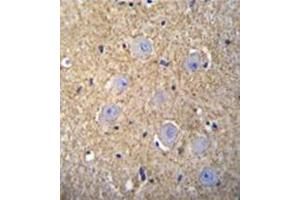 Immunohistochemistry analysis in formalin fixed and paraffin embedded human brain tissue reacted with OR2T3 Antibody (C-term) followed which was peroxidase conjugated to the secondary antibody and followed by DAB staining. (OR2T3 antibody  (C-Term))