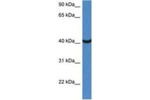 Image no. 1 for anti-Mortality Factor 4 Like 1 (MORF4L1) (AA 140-189) antibody (ABIN6747277) (MORF4L1 antibody  (AA 140-189))