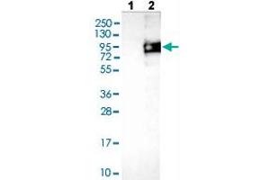Western blot analysis of Lane 1: Negative control (vector only transfected HEK293T lysate), Lane 2: Over-expression lysate (Co-expressed with a C-terminal myc-DDK tag (~3.