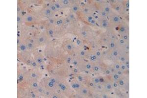 Figure. (Sialoadhesin/CD169 antibody  (AA 1272-1411))