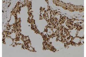 ABIN6277514 at 1/100 staining Rat lung tissue by IHC-P. (Geminin antibody  (Internal Region))