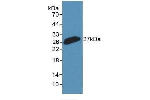 Detection of Recombinant CLU, Rabbit using Monoclonal Antibody to Clusterin (CLU) (Clusterin antibody  (AA 226-447))