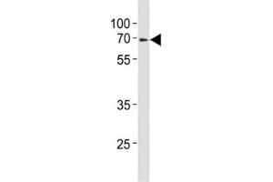 Western blot analysis of lysate from mouse heart tissue lysate using Klf4 antibody at 1:1000. (KLF4 antibody  (AA 321-354))