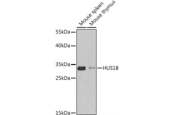 HUS1B antibody