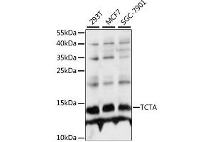Western blot analysis of extracts of various cell lines, using TCTA antibody (ABIN6293978) at 1:1000 dilution.