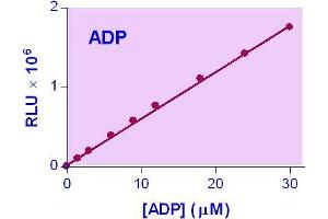 Biochemical Assay (BCA) image for ADP Assay Kit (ABIN1000287) (ADP Assay Kit)