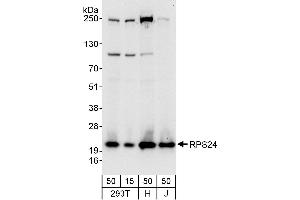 Western Blotting (WB) image for anti-Ribosomal Protein S24 (RPS24) (AA 83-133) antibody (ABIN7450691)