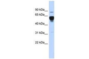 Image no. 1 for anti-Nuclear Receptor Subfamily 4, Group A, Member 2 (NR4A2) (AA 503-552) antibody (ABIN6742800) (NR4A2 antibody  (AA 503-552))