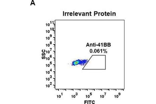 CD137 Antikörper  (AA 24-186)