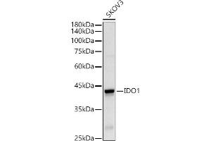 Western blot analysis of extracts of SKOV3 cells, using IDO1 Rabbit pAb antibody (ABIN3022248, ABIN3022249, ABIN1513093 and ABIN6218692) at 1:500 dilution. (IDO1 antibody  (AA 204-403))