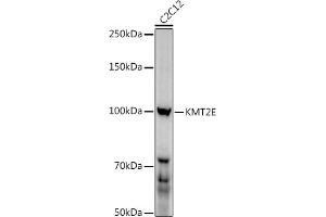 Western blot analysis of extracts of C2C12 cells, using (ABIN6131786, ABIN6142983, ABIN6142984 and ABIN6221745) at 1:1000 dilution. (MLL5/KMT2E antibody  (AA 200-500))