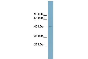 WB Suggested Anti-SLC30A8 Antibody Titration:  0. (SLC30A8 antibody  (Middle Region))