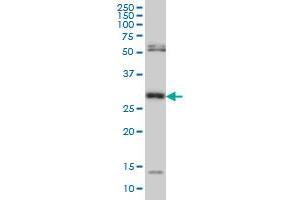 MPG monoclonal antibody (M06), clone 2D2 Western Blot analysis of MPG expression in Hela S3 NE . (MPG antibody  (AA 1-90))