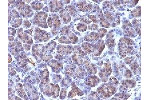 Formalin-fixed, paraffin-embedded human pancreas stained with Golgi antibody (Golgi Complex antibody)
