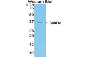 Western Blotting (WB) image for anti-Mitogen-Activated Protein Kinase Kinase 7 (MAP2K7) (AA 113-388) antibody (ABIN1859748) (MAP2K7 antibody  (AA 113-388))