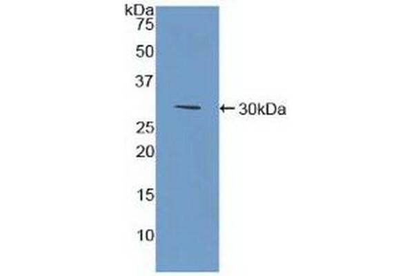 BST1 antibody  (AA 63-313)
