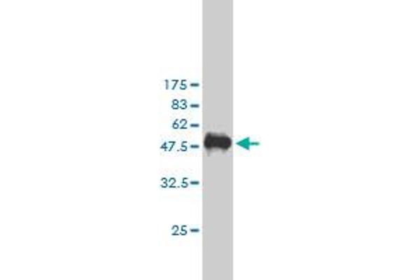 PKN2 antibody  (AA 580-679)