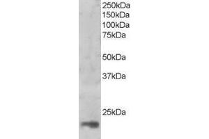 Western Blotting (WB) image for anti-Mago-Nashi Homolog (MAGOH) antibody (ABIN5902981) (MAGOH antibody)