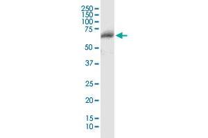 CFHR5 MaxPab polyclonal antibody. (CFHR5 antibody  (AA 1-569))