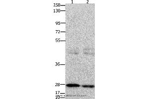Western blot analysis of 231 cell and mouse testis tissue, using GNRHR Polyclonal Antibody at dilution of 1:650