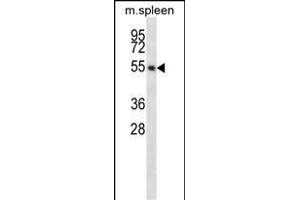 EDG6 Antibody (R23) (ABIN652182 and ABIN2840605) western blot analysis in mouse spleen tissue lysates (35 μg/lane).