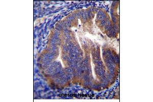 KLC2 Antibody (N-term) (ABIN656175 and ABIN2845505) immunohistochemistry analysis in formalin fixed and paraffin embedded human uterus tissue followed by peroxidase conjugation of the secondary antibody and DAB staining. (KLC2 antibody  (N-Term))