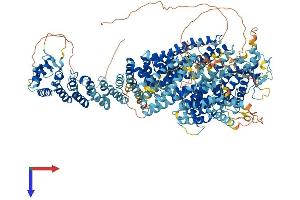 Fanconi Anemia, Complementation Group D2 (FANCD2) (AA 1-1450) protein (His tag)