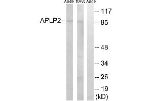 Western blot analysis of extracts from A549 cells and RAW264. (APLP2 antibody)