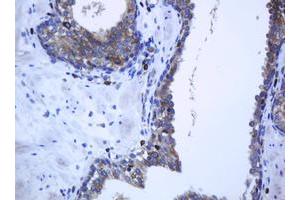 Image no. 2 for anti-Protocadherin 7 (PCDH7) antibody (ABIN1500048) (PCDH7 antibody)