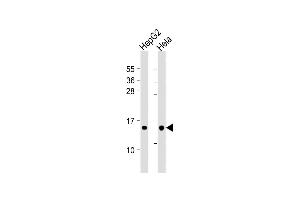 All lanes : Anti-THEM2 Antibody at 1:1000 dilution Lane 1: HepG2 whole cell lysate Lane 2: Hela whole cell lysate Lysates/proteins at 20 μg per lane. (THEM2 antibody)